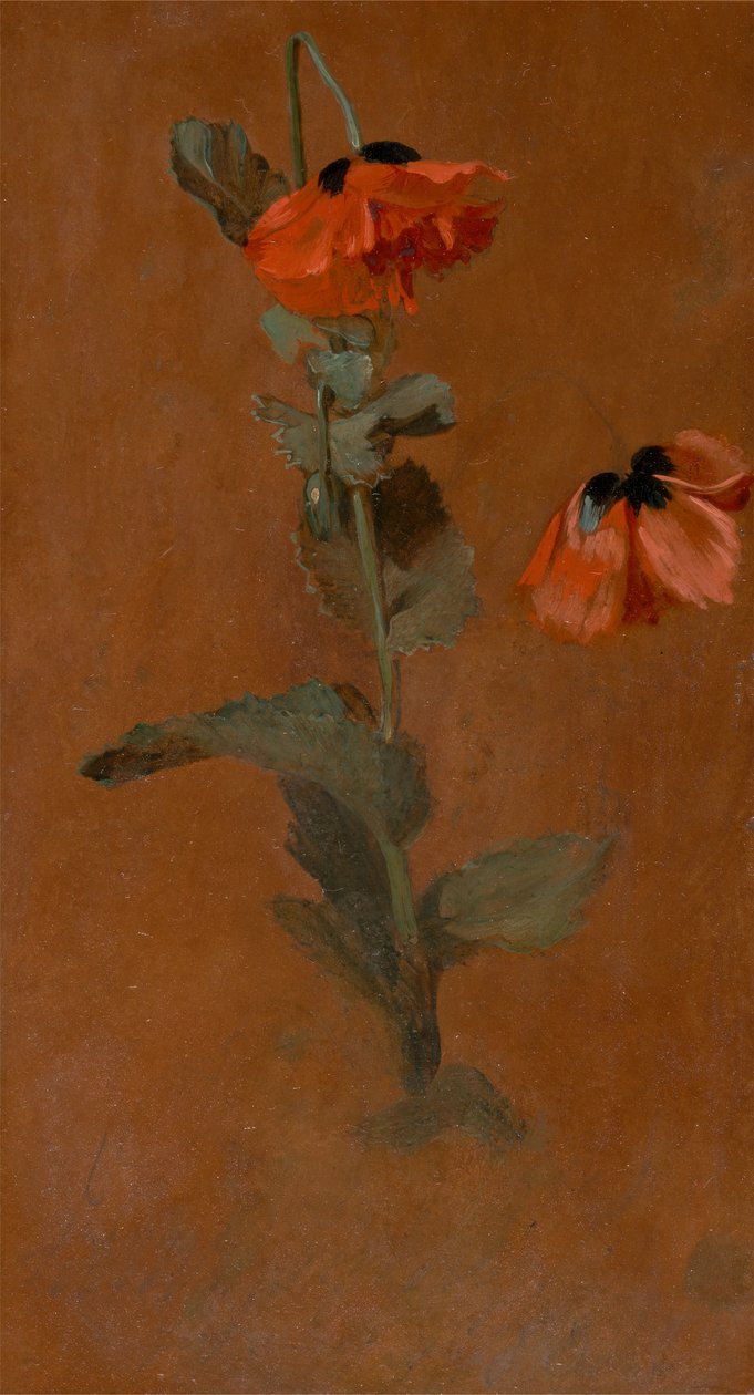 Studie av valmuer, 1832. av James Inskipp