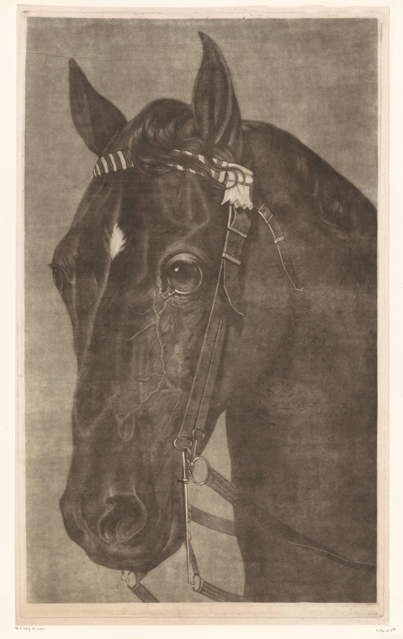 Hodet til en hest med hodelag av James Newman Hodges