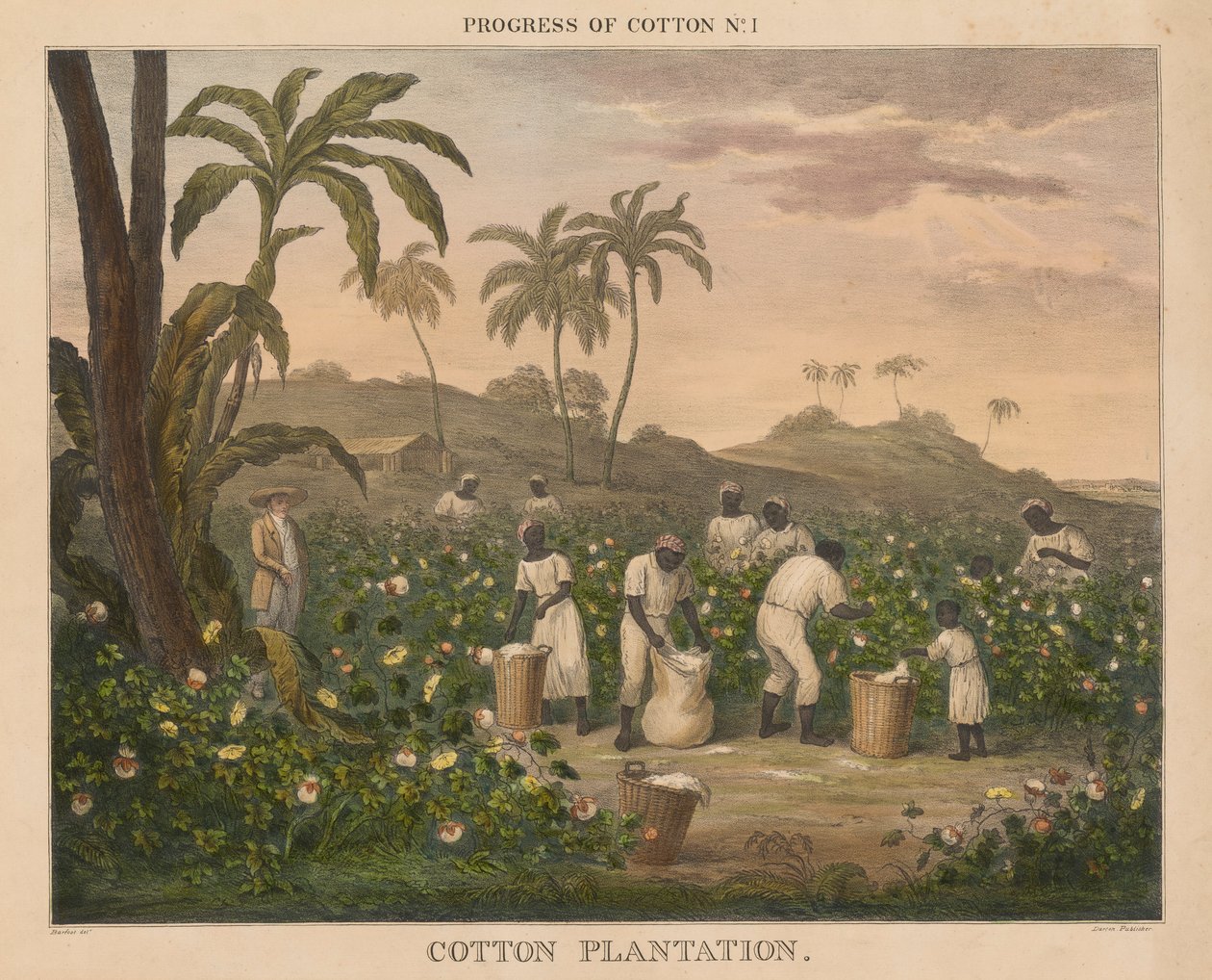 Progress of Cotton: #1 - Cotton Plantation av James Richard Barfoot