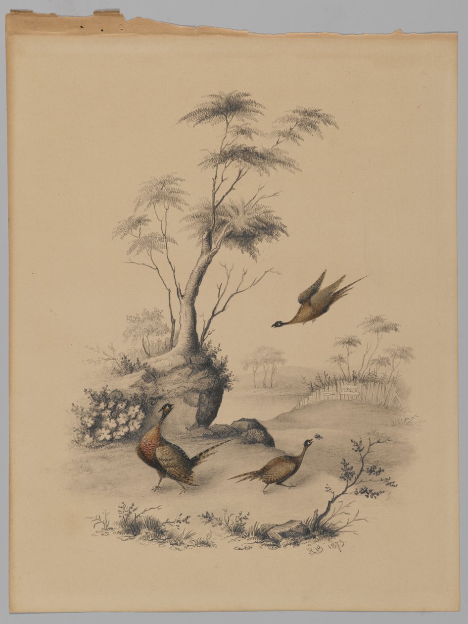Three Pheasants, 1873 (grafitt og wc på papir) av James Ryder van Brunt