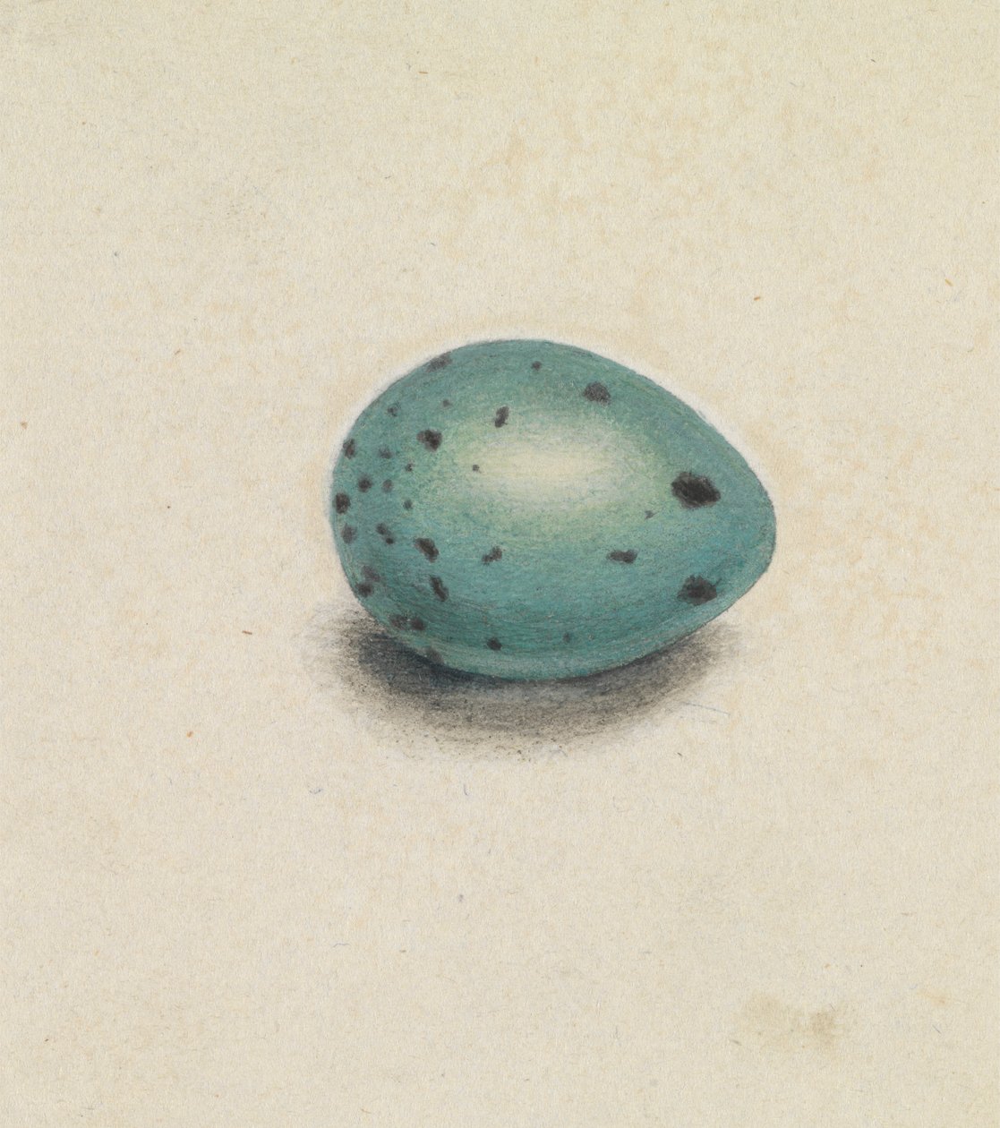 Et fugleegg av James Sowerby