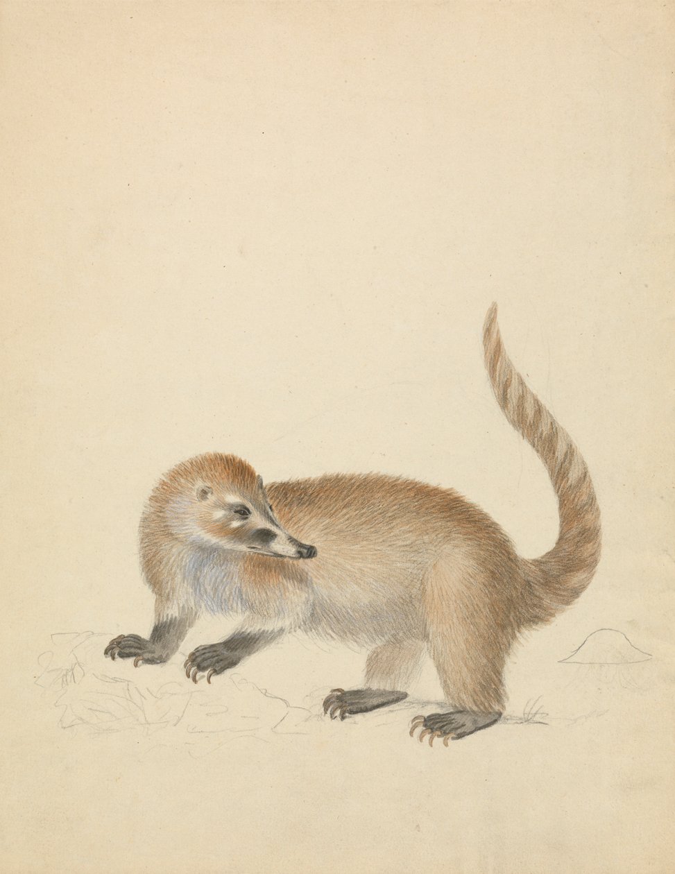 Fra Coatimundi av James Sowerby