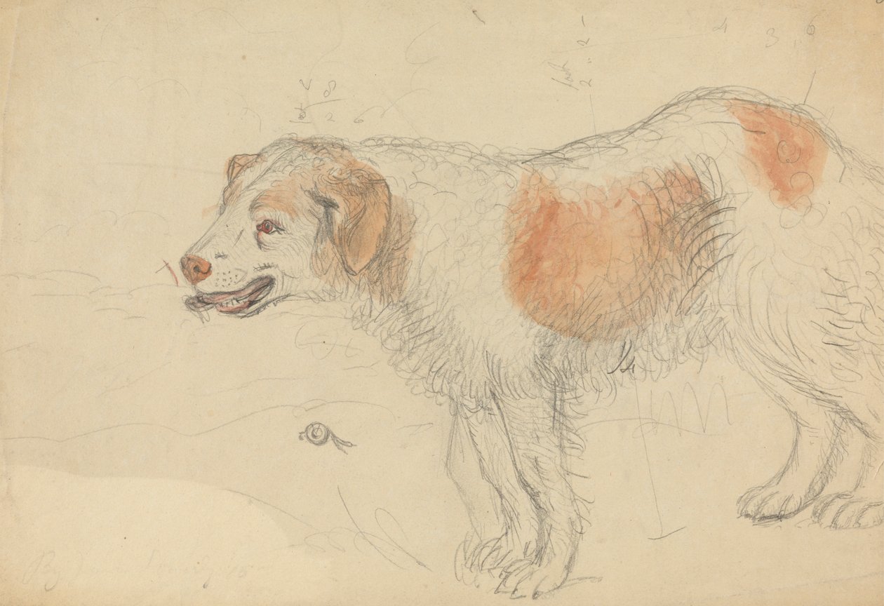 En hund av James Sowerby