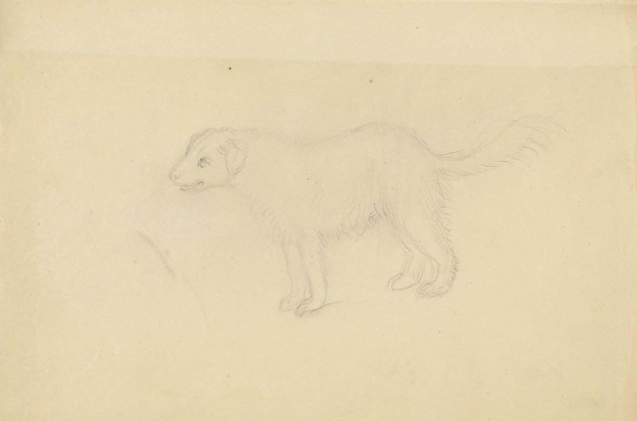 En hund av James Sowerby