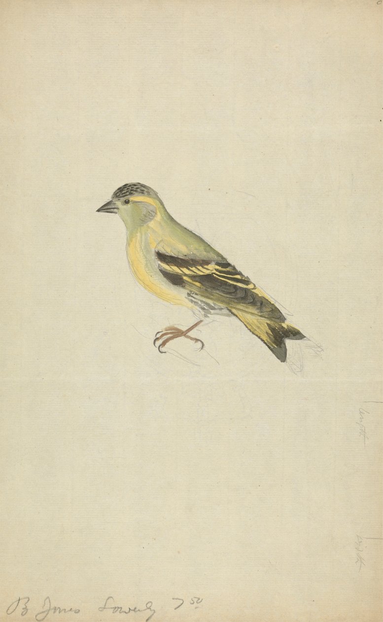 En finke (siskin?) av James Sowerby