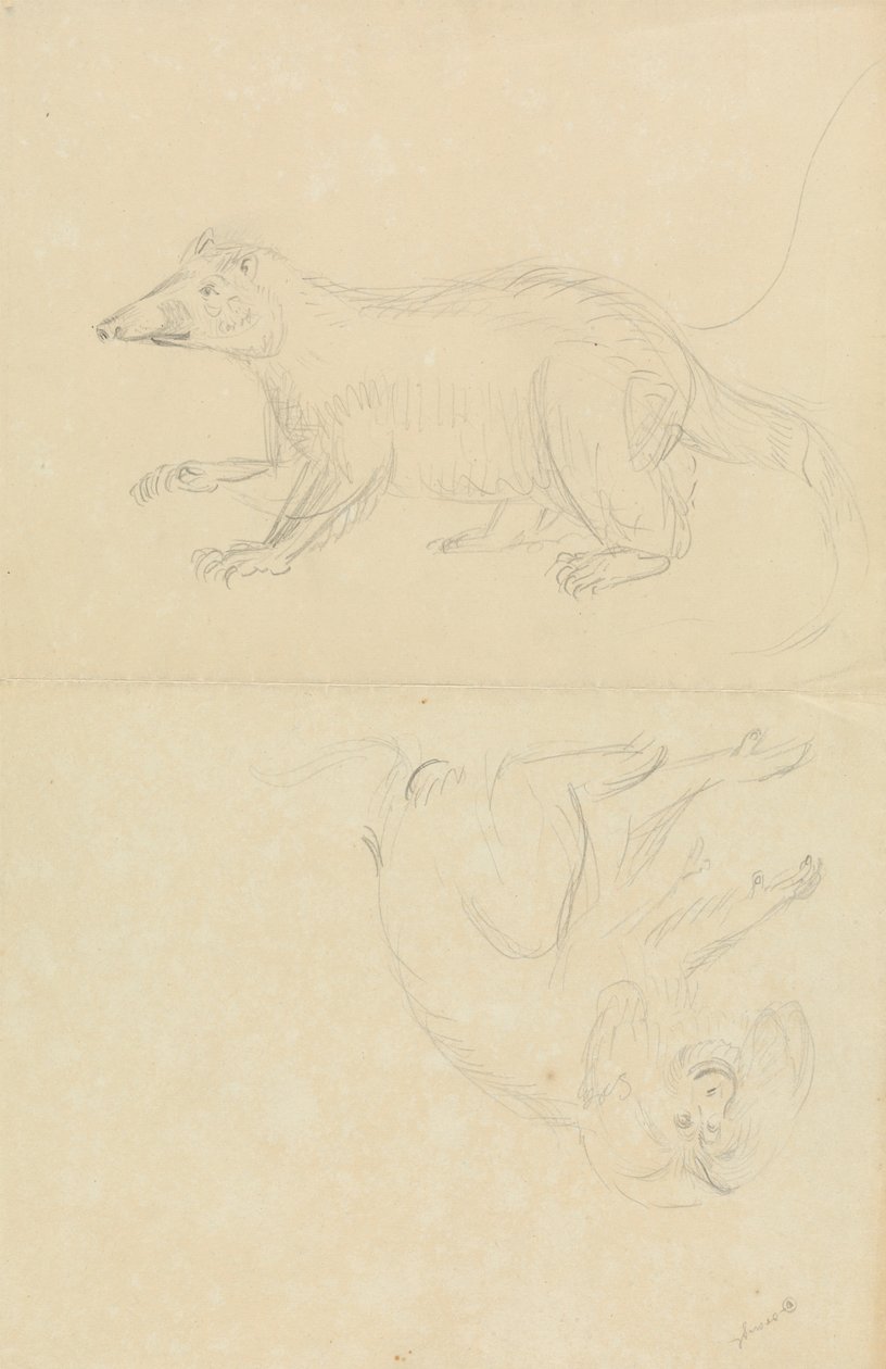 Et pattedyr (coatimundi?) og en primat (marmoset?). En Coatimundi og en løvehodet silkeaper av James Sowerby
