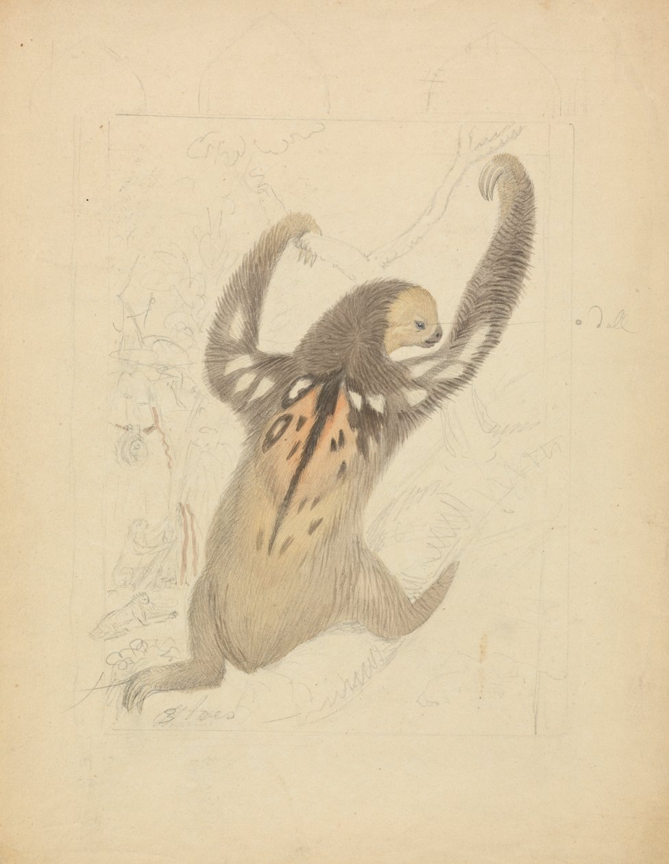 En trefingret dovendyr av James Sowerby