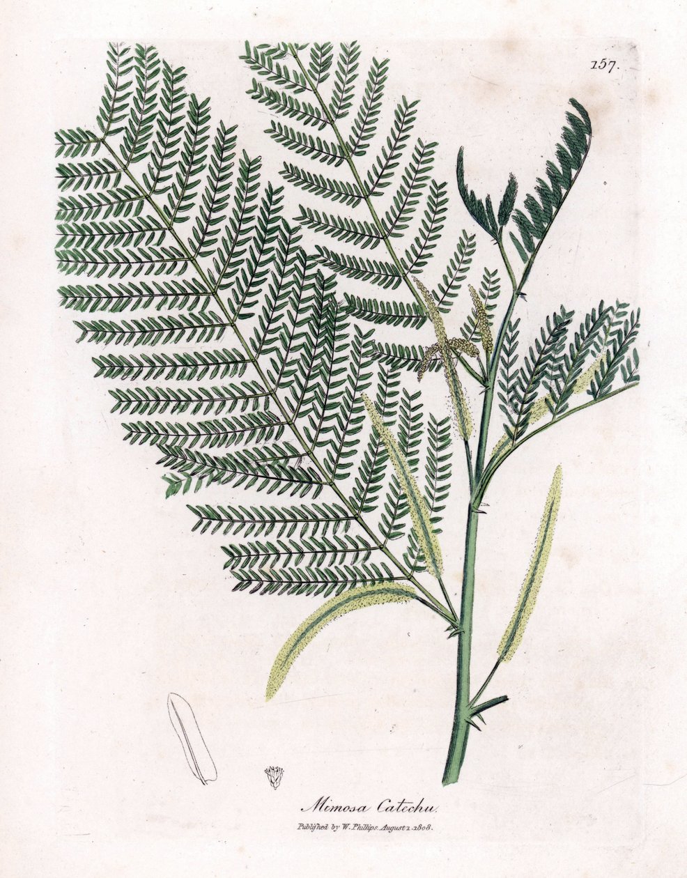 Acacia a cachou eller cachoutier - Catechu, Acacia catechu. Håndfarget kobberstikk fra en botanisk illustrasjon av James Sowerby fra William Woodville og Sir William Jackson Hookers "" Medical Botany,"" John Bohn, London av James Sowerby