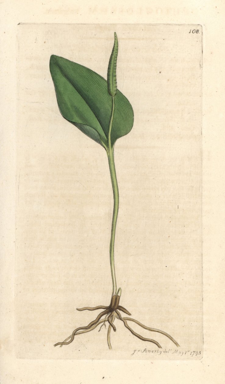 Huggormtunge, Ophioglossum vulgatum (Ophioglossum) Håndfarget kobberstikk etter en illustrasjon av James Sowerby fra James Smith's English Botany, London av James Sowerby