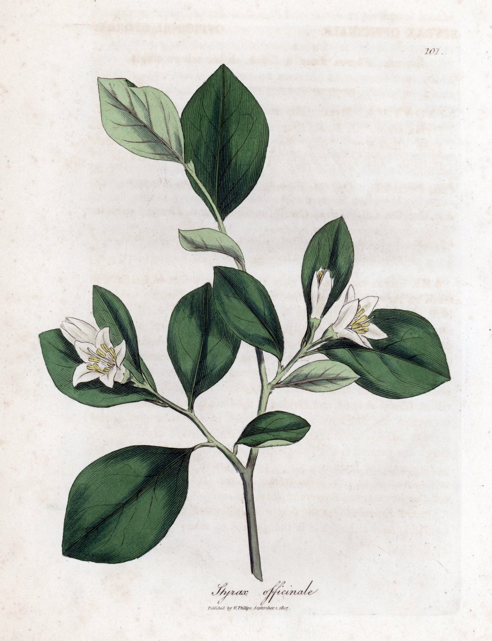 Aliboufier - Storax, Styrax officinalis. Håndfarget kobberstikk fra en botanisk illustrasjon av James Sowerby fra William Woodville og Sir William Jackson Hookers "" Medical Botany,"" John Bohn, London av James Sowerby