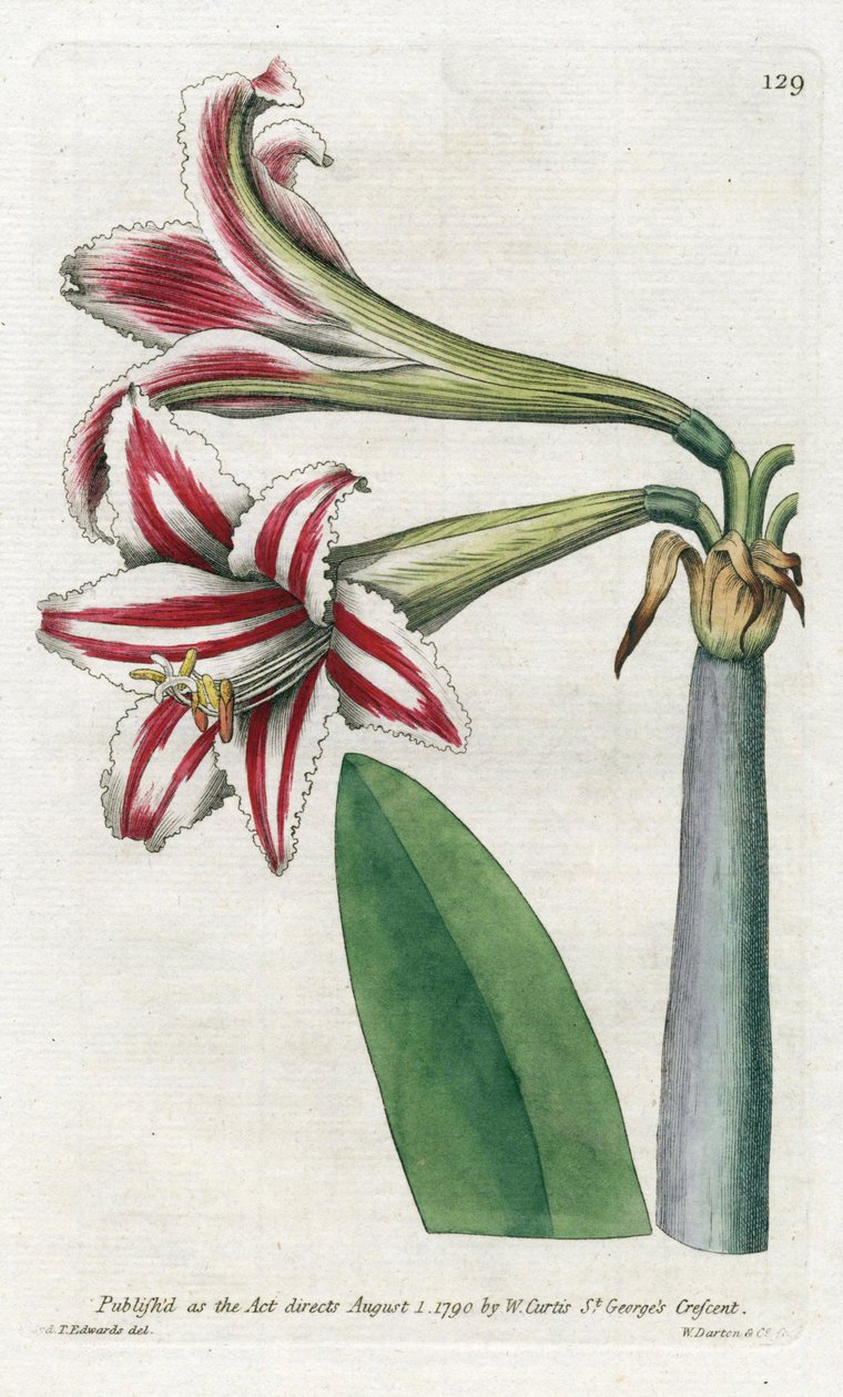 Amaryllis Variete, opprinnelig fra Sør-Amerika - Litografi av James Sowerby (1757-1822), fra Botanical Magazine av William Curtis (1746-1799) av James Sowerby