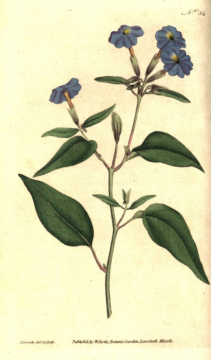 Amerikansk browallie - Jamaicansk forglemmigei, ametystblomst eller buskfiolett, Browallia americana (Tall browallia, Browallia elata). Håndfarget kobberstikk og botanisk illustrasjon av James Sowerby fra William Curtis' The Botanical Magazine, av James Sowerby