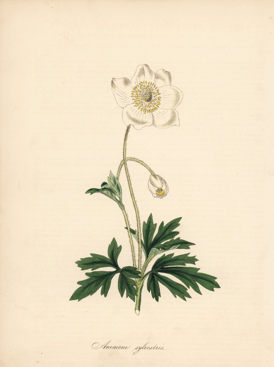 Anemone av borekronene - Snowdrop anemone, Anemone sylvestris. Hentet fra en illustrasjon av James Sowerby i William Curtis' "Botanical Magazine." Håndfarget sinkograf av C. Chabot tegnet av Miss MA Burnett fra hennes "" Plantae Uti av James Sowerby