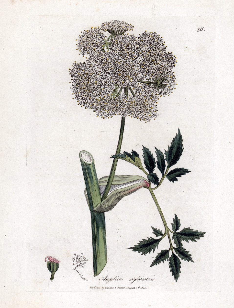 Angelique des bois ou sylvestris - Vill angelica, Angelica sylvestris. Håndfarget kobberstikk fra en botanisk illustrasjon av James Sowerby fra William Woodville og Sir William Jackson Hookers "" Medical Botany,"" John Bohn, London av James Sowerby