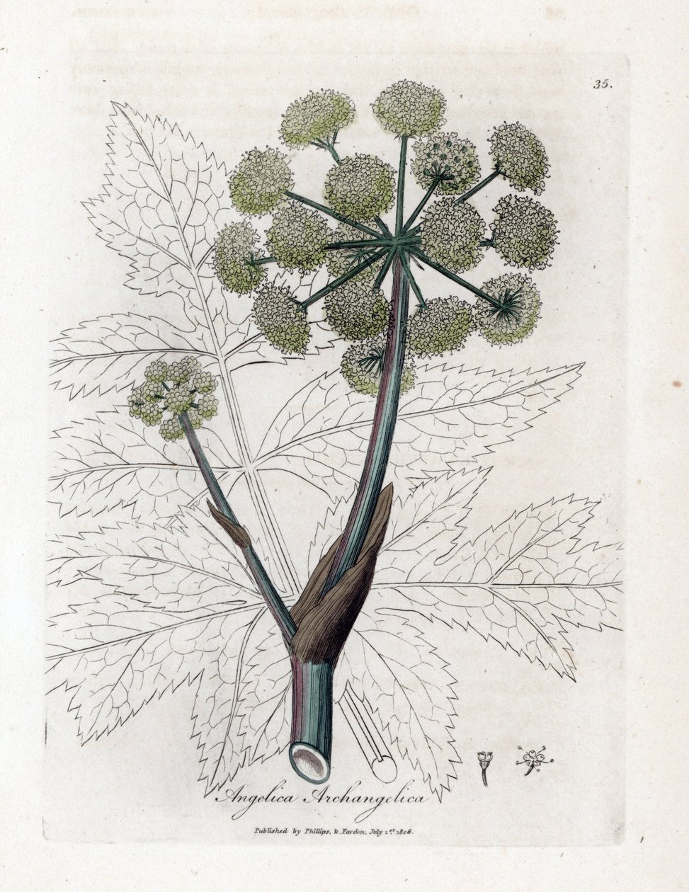 Angelique true eller officinal eller archangelique - Hagekvane, Angelica archangelica. Håndfarget kobberstikk fra en botanisk illustrasjon av James Sowerby fra William Woodville og Sir William Jackson Hookers "" Medical Botany,"" John B av James Sowerby