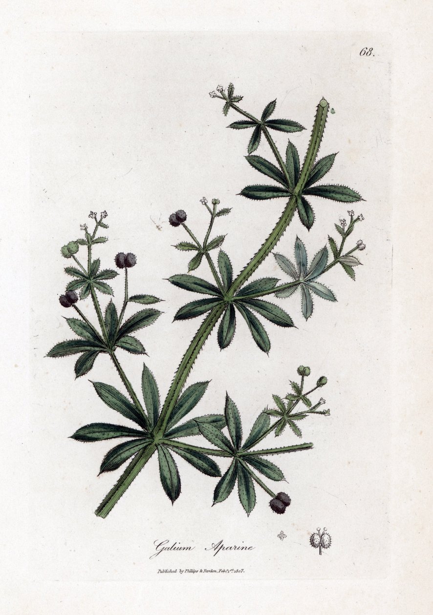 Anis sukker eller scatteron - Klyver eller gåsegress, Calium aparine. Håndfarget kobberstikk fra en botanisk illustrasjon av James Sowerby fra William Woodville og Sir William Jackson Hookers "" Medical Botany,"" John Bohn, London av James Sowerby
