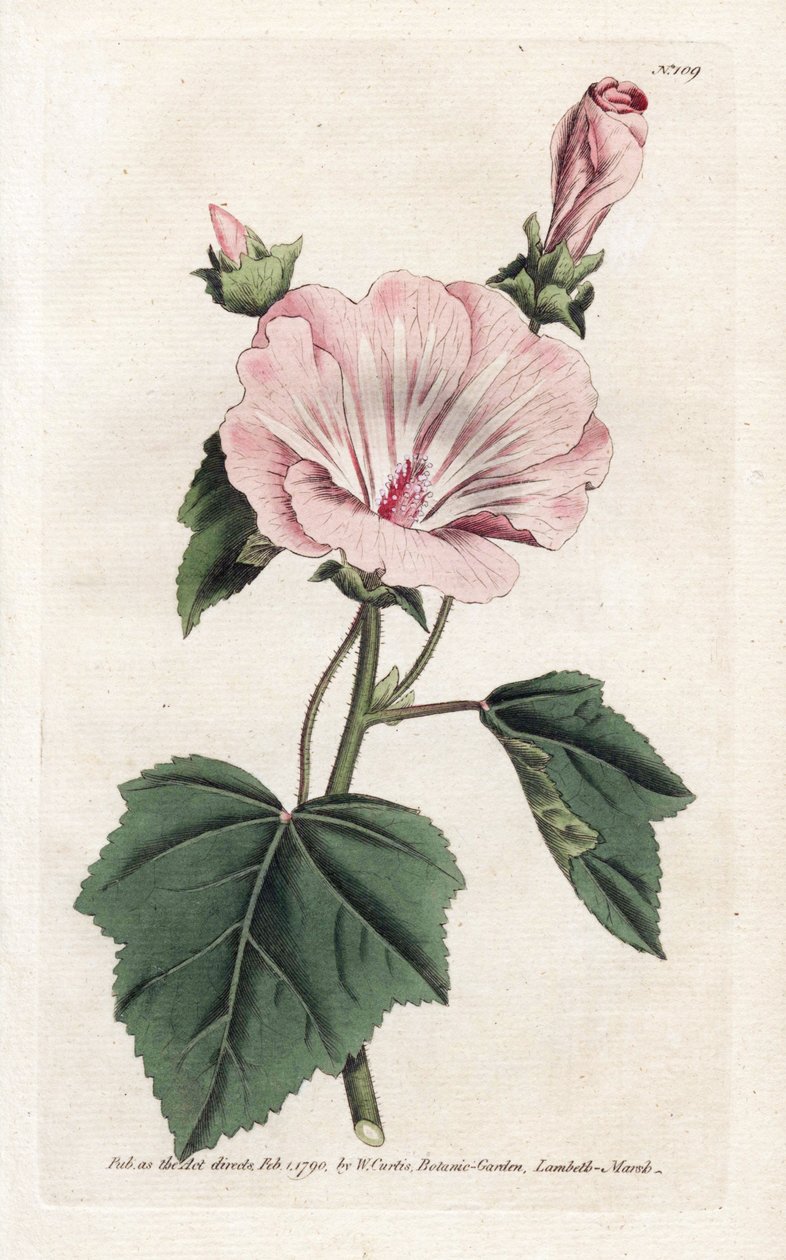 Årlig lilla eller kvartalsvis lavater - Litografi av James Sowerby (1757-1822), fra William Curtis's Botanical Magazine (1746-1799) av James Sowerby