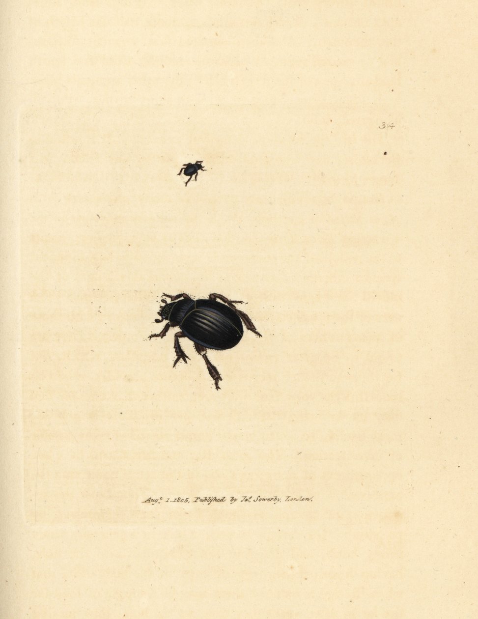 Aphodius arenarius bille (Scarabaeus ovalis). Håndfarget kobberstikk av James Sowerby fra The British Miscellany, eller fargede figurer av nye, sjeldne eller lite kjente dyreemner. av James Sowerby