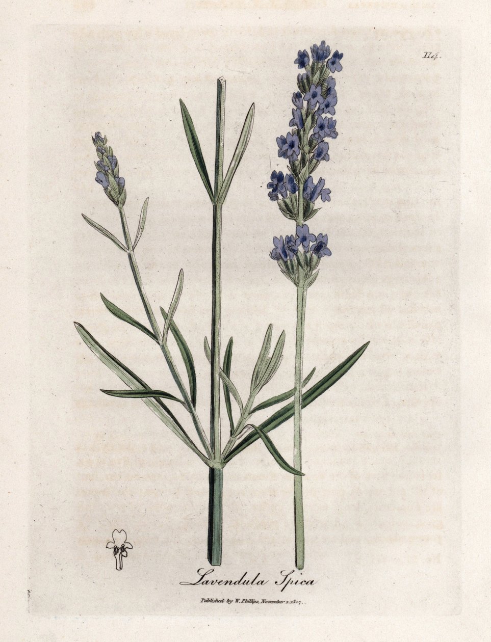 Apic lavendel. Håndfarget kobberstikk fra en tegning av James Sowerby (1757-1822), i Botanique Medicinale av James Sowerby