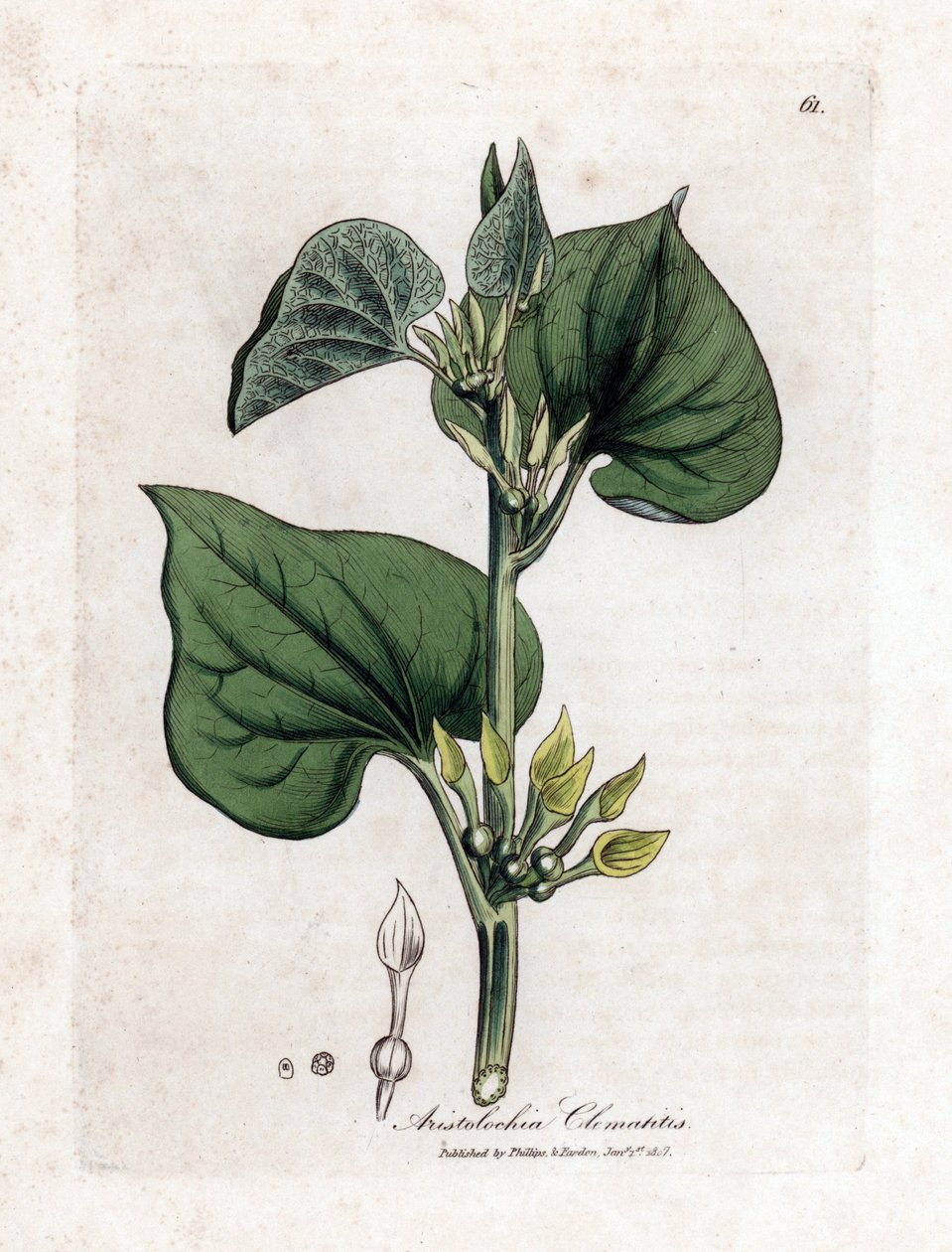 Aristoloche clematite - Klatrende birthwort, Aristolochia clematitis. Håndfarget kobberstikk fra en botanisk illustrasjon av James Sowerby fra William Woodville og Sir William Jackson Hookers "" Medical Botany,"" John Bohn, London av James Sowerby