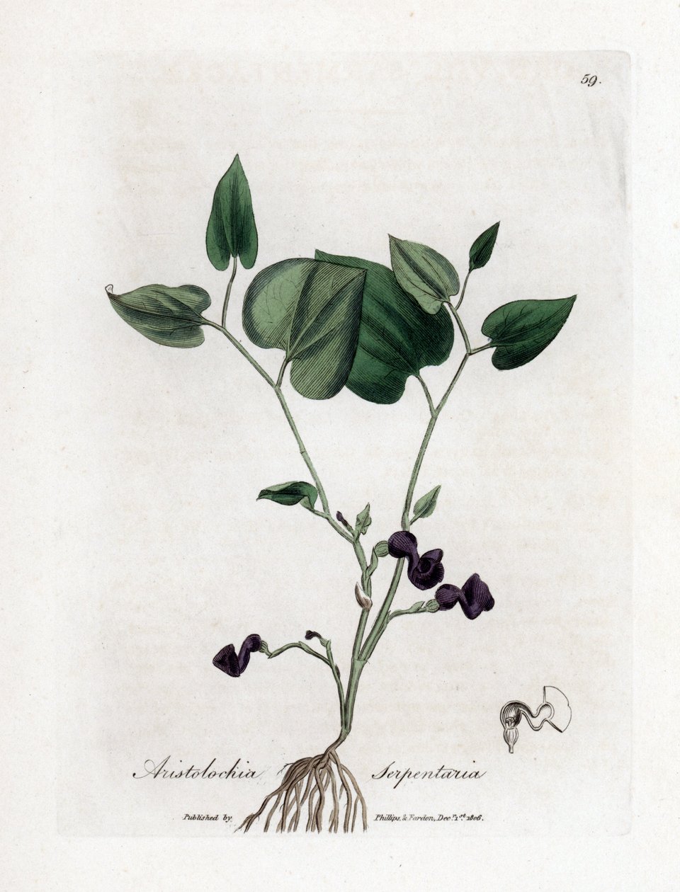Aristoloche variete - Slangerot-fødselsort, Aristolochia serpentaria. Håndfarget kobberstikk fra en botanisk illustrasjon av James Sowerby fra William Woodville og Sir William Jackson Hookers "" Medical Botany,"" John Bohn, London av James Sowerby