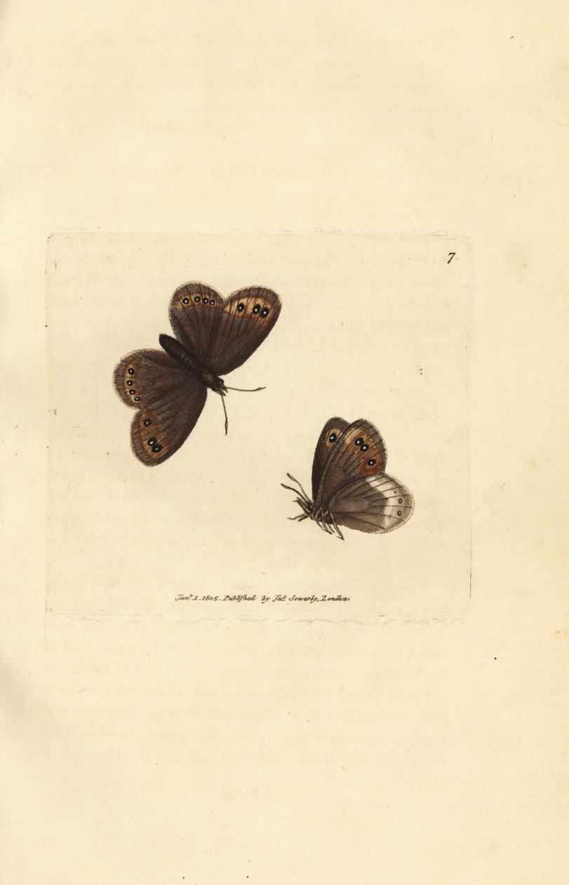 Arran brun, Erebia ligea (Papilio ligea). Håndfarget kobberstikk av James Sowerby fra The British Miscellany, eller fargede figurer av nye, sjeldne eller lite kjente dyreemner. av James Sowerby
