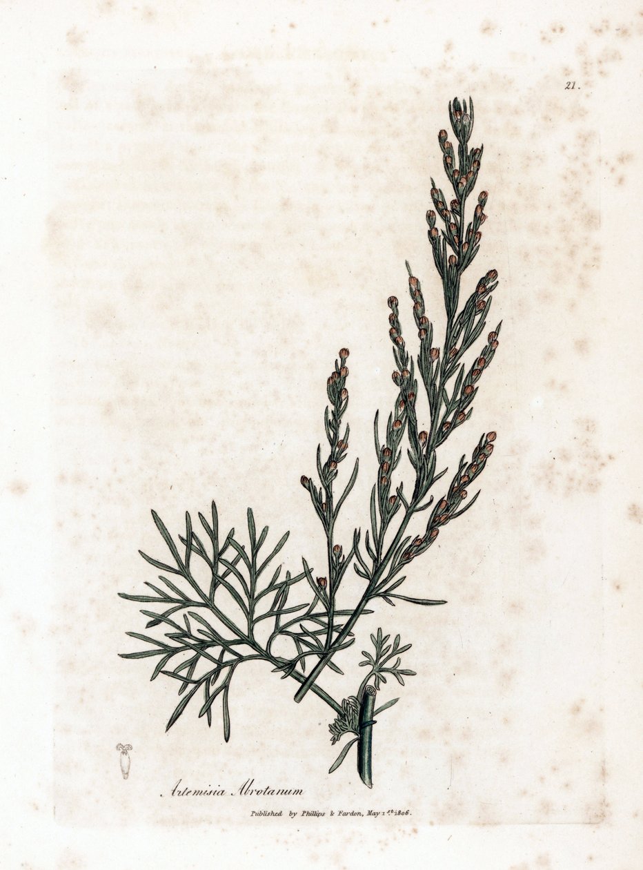 Aurone eller sitrongress eller sagebrush sitrongress - Southernwood, Artemisia abrotanum. Håndfarget kobberstikk fra en botanisk illustrasjon av James Sowerby fra William Woodville og Sir William Jackson Hookers "" Medical Botany,"" Joh av James Sowerby