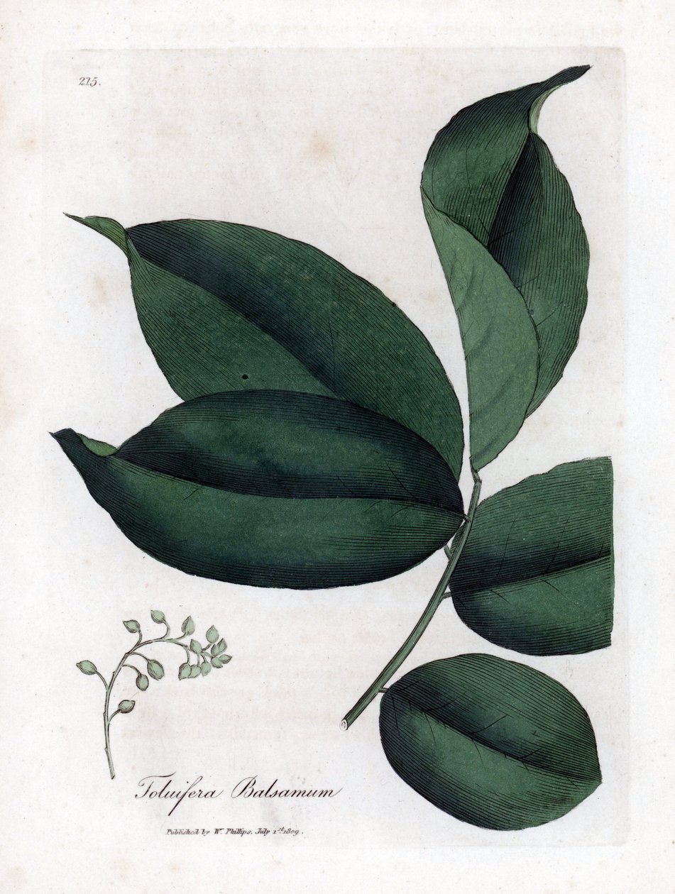 Balsam av Tolu-tre, Myroxylon toluifera balsamum. Håndfarget kobberstikk fra en botanisk illustrasjon av James Sowerby fra William Woodville og Sir William Jackson Hookers "" Medical Botany,"" John Bohn, London av James Sowerby
