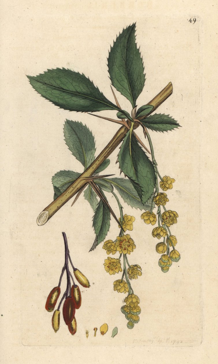 Berberis, Berberis vulgaris (Vinettier eller l¿spine-berberis) Håndfarget kobberstikk etter en illustrasjon av James Sowerby fra James Smith's English Botany, London av James Sowerby