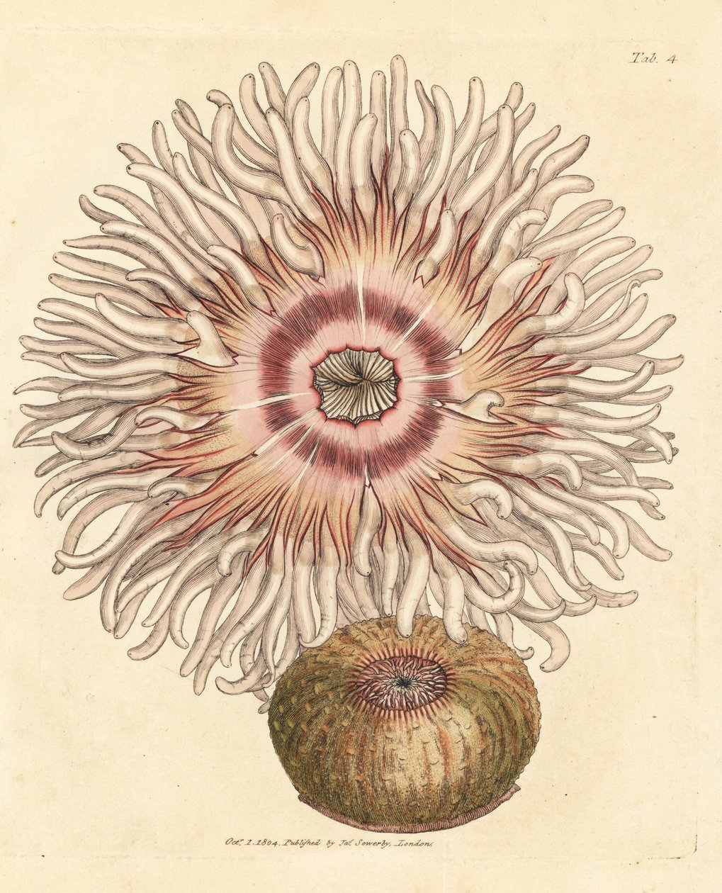 Beadlet anemone, Actinia equina. Håndfarget kobberstikk av James Sowerby fra The British Miscellany, eller fargede figurer av nye, sjeldne eller lite kjente dyreemner. av James Sowerby