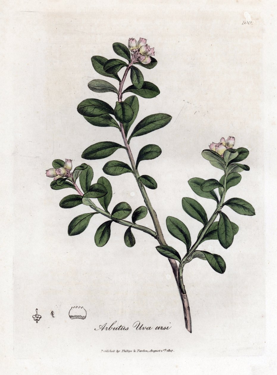 Bjørnedrue eller bjørnebær - Etterfølgende arbutus eller bjørnebær, Arctostaphylos uva-ursi. Håndfarget kobberstikk fra en botanisk illustrasjon av James Sowerby fra William Woodville og Sir William Jackson Hookers "" Medical Botany,""  av James Sowerby