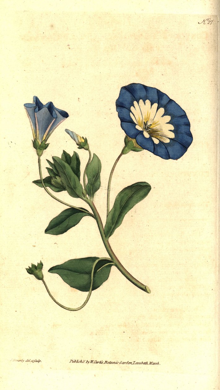 Vakker dag eller tricolor bindweed - Liten bindweed, Convolvulus tricolor. Håndfarget kobberstikk og botanisk illustrasjon av James Sowerby fra William Curtis' The Botanical Magazine, Lambeth Marsh, London av James Sowerby