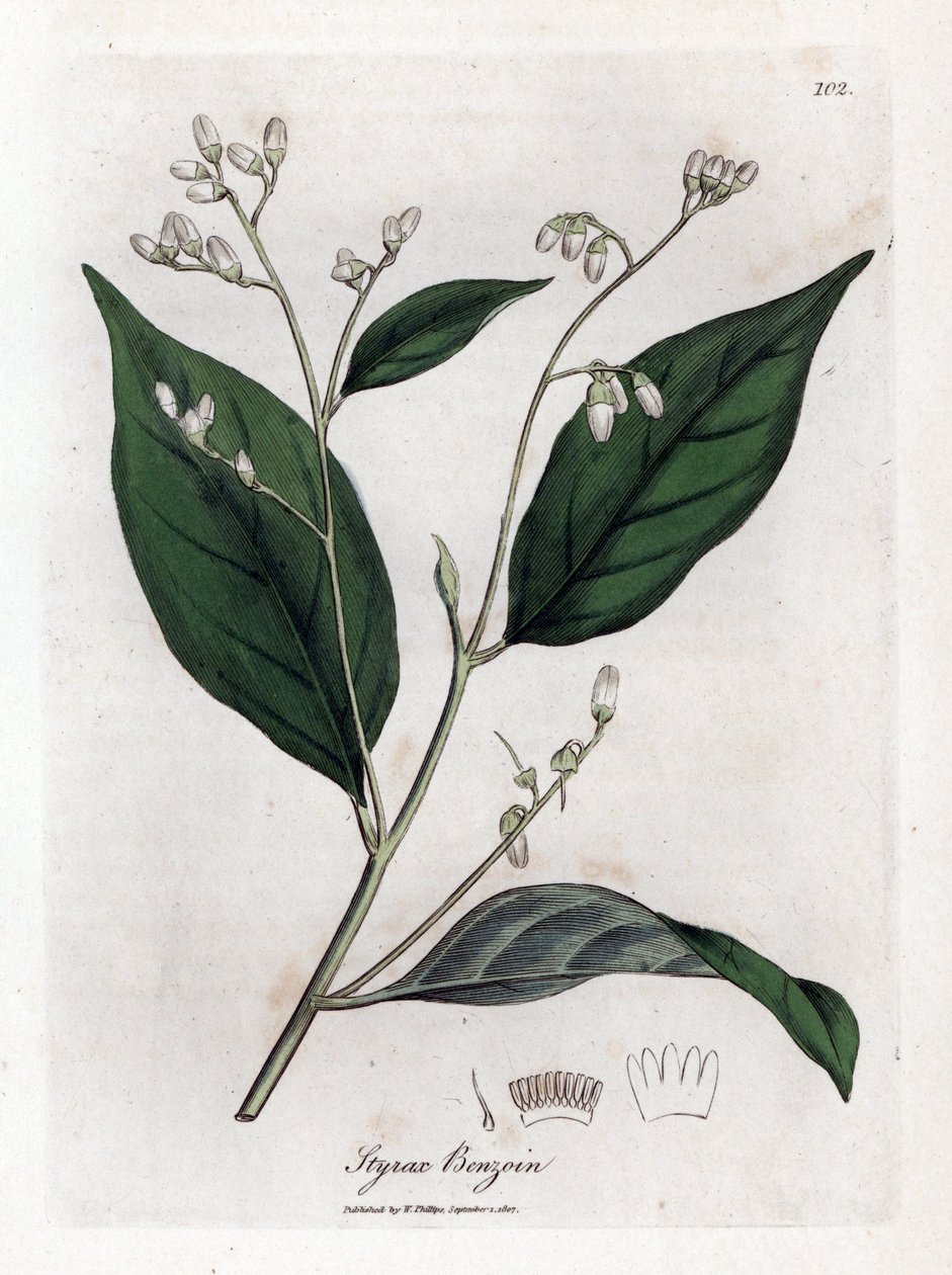 Benzoin - Benjamin-tre, Styrax-benzoin. Håndfarget kobberstikk fra en botanisk illustrasjon av James Sowerby fra William Woodville og Sir William Jackson Hookers "" Medical Botany,"" John Bohn, London av James Sowerby