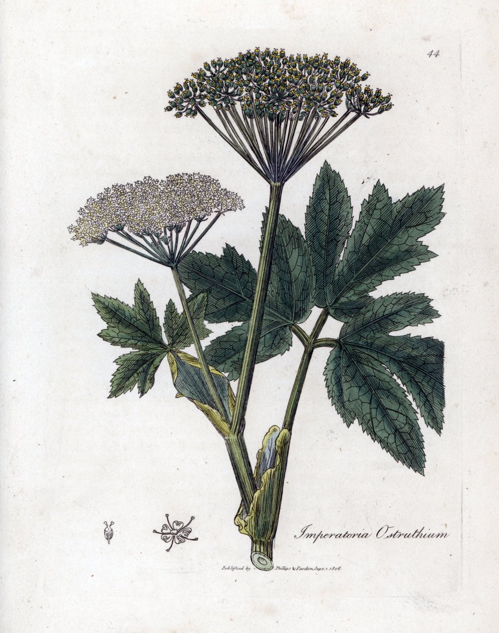 Benzoin eller Imperatory - Vanlig masterwort, Imperatoria ostruthium. Håndfarget kobberstikk fra en botanisk illustrasjon av James Sowerby fra William Woodville og Sir William Jackson Hookers "" Medical Botany,"" John Bohn, London av James Sowerby