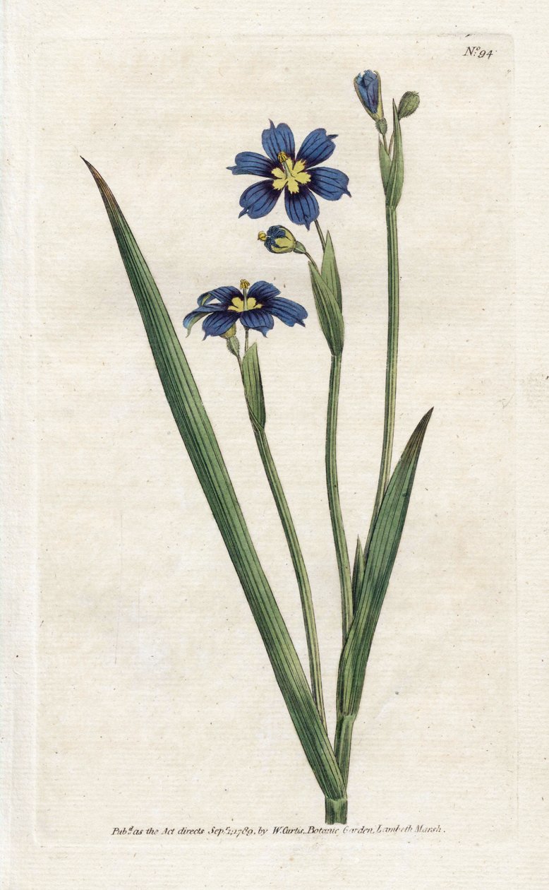 Bermudian med smale blader - Litografi av James Sowerby (1757-1822), fra Botanical Magazine av William Curtis (1746-1799) av James Sowerby