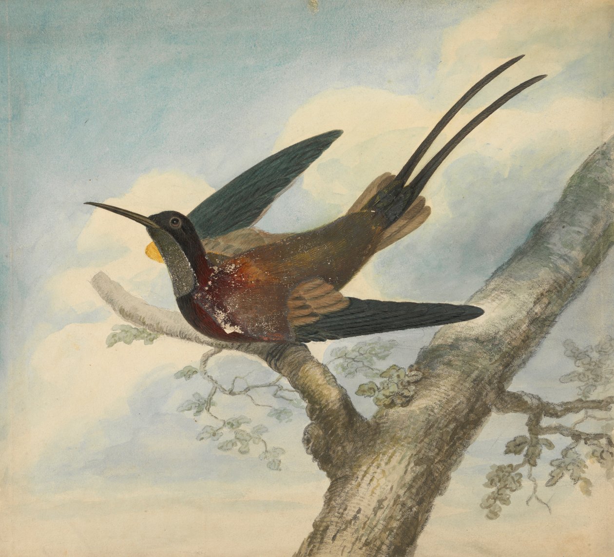 Bird of Paradise og Verso: Sketch of a Flower av James Sowerby
