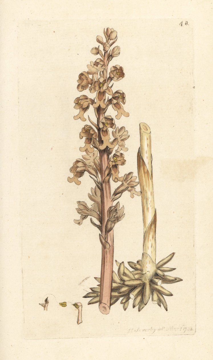Fuglerede-orkidé, Neottia nidus-avian (Fugleredet ophrys, Ophrys nidus-avia). Håndfarget kobberstikk etter en illustrasjon av James Sowerby fra James Smith's English Botany, London av James Sowerby