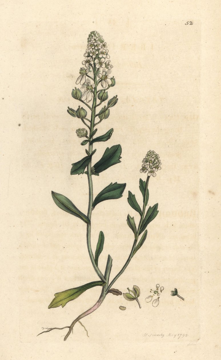 Bitter candytuft, Iberis amara. Håndfarget kobberstikk etter en illustrasjon av James Sowerby fra James Smith's English Botany, London av James Sowerby