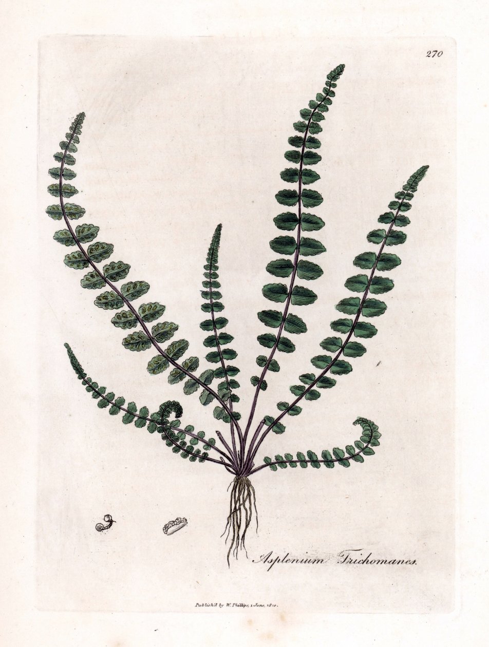Svart doradilla eller falsk kapillær (bregne) - Vanlig jomfruhårbregne eller miltort, Asplenium trichomanes. Håndfarget kobberstikk fra en botanisk illustrasjon av James Sowerby fra William Woodville og Sir William Jackson Hookers "" Medical Bo av James Sowerby