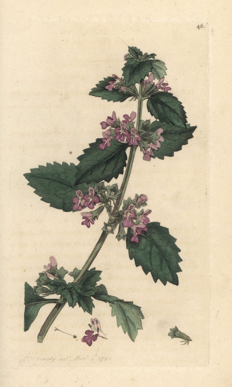 Svart horehound, Ballota nigra (Ballote noire) Håndfarget kobberstikk etter en illustrasjon av James Sowerby fra James Smith's English Botany, London av James Sowerby