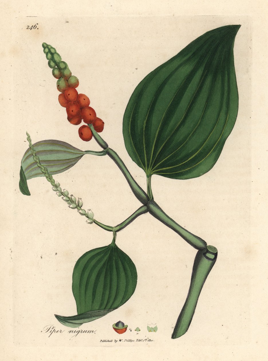 Svart pepper, Piper nigrum av James Sowerby