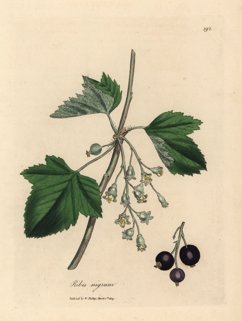 Solbærtre, Ribes nigrum av James Sowerby