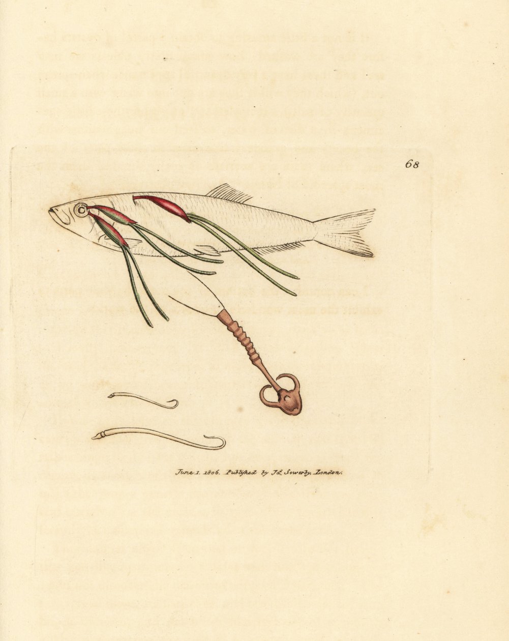 Blodnende copepod-parasitt på et sprayøye, Lernaeenicus sprattae (Lernaea sprattae). Og en annen merkelig orm funnet på et østersskall. Håndfarget kobberstikk av James Sowerby fra The British Miscellany, eller fargede figurer av nye, sjeldne, av James Sowerby