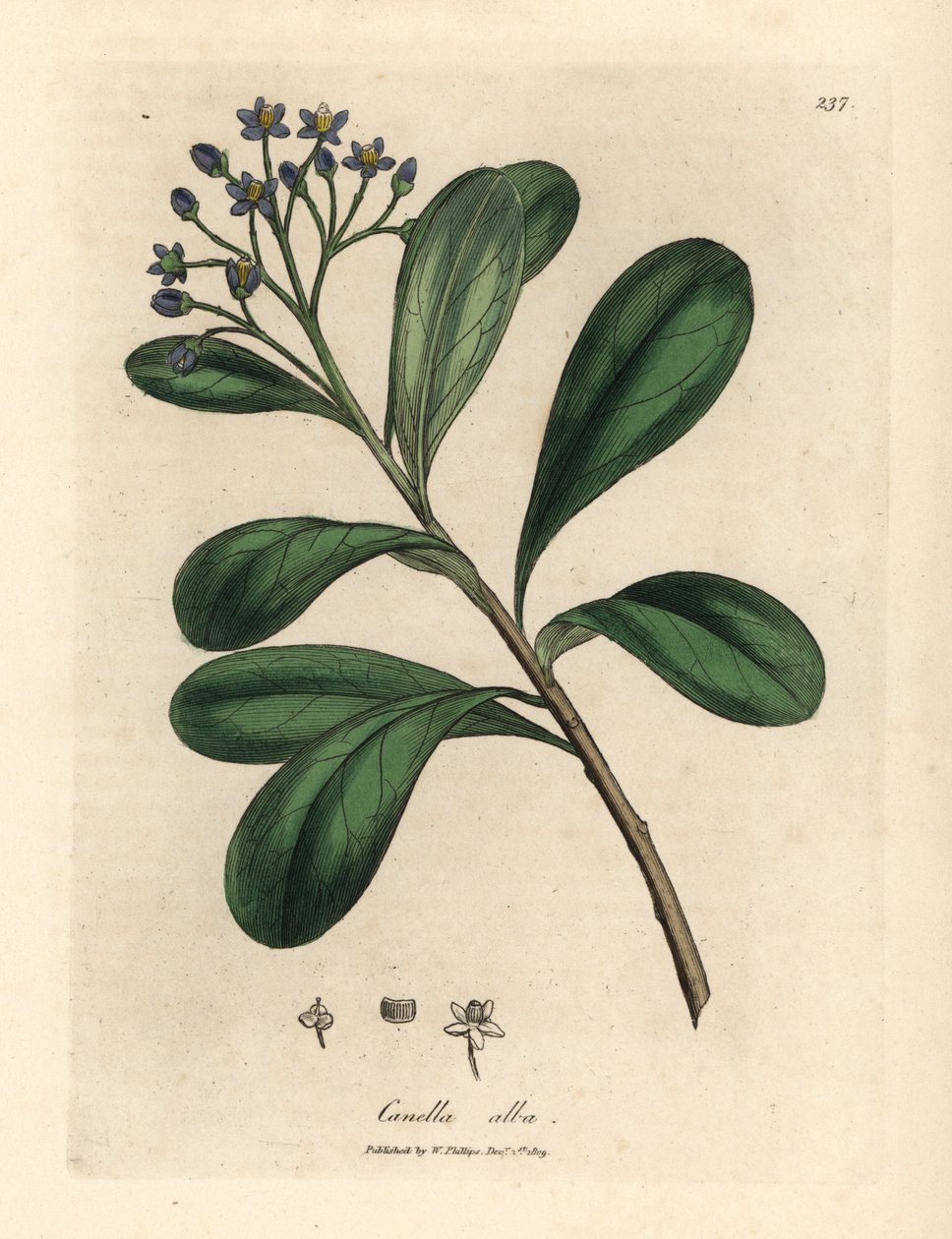 Blåblomstret, laurbærblad canella, Canella alba, Canella winterana av James Sowerby