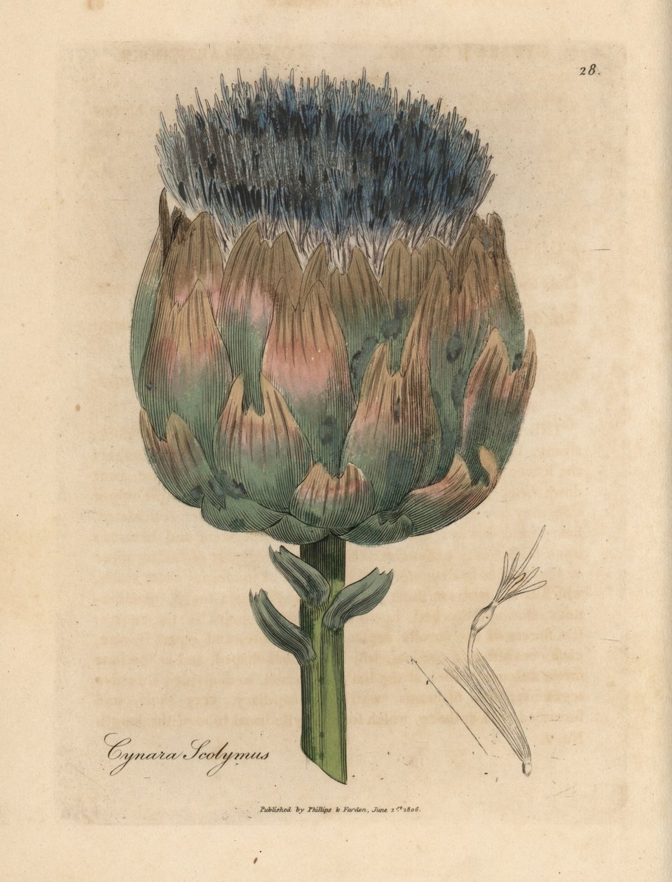Blå og lilla blomstret artisjokk, Cynara scolymus av James Sowerby