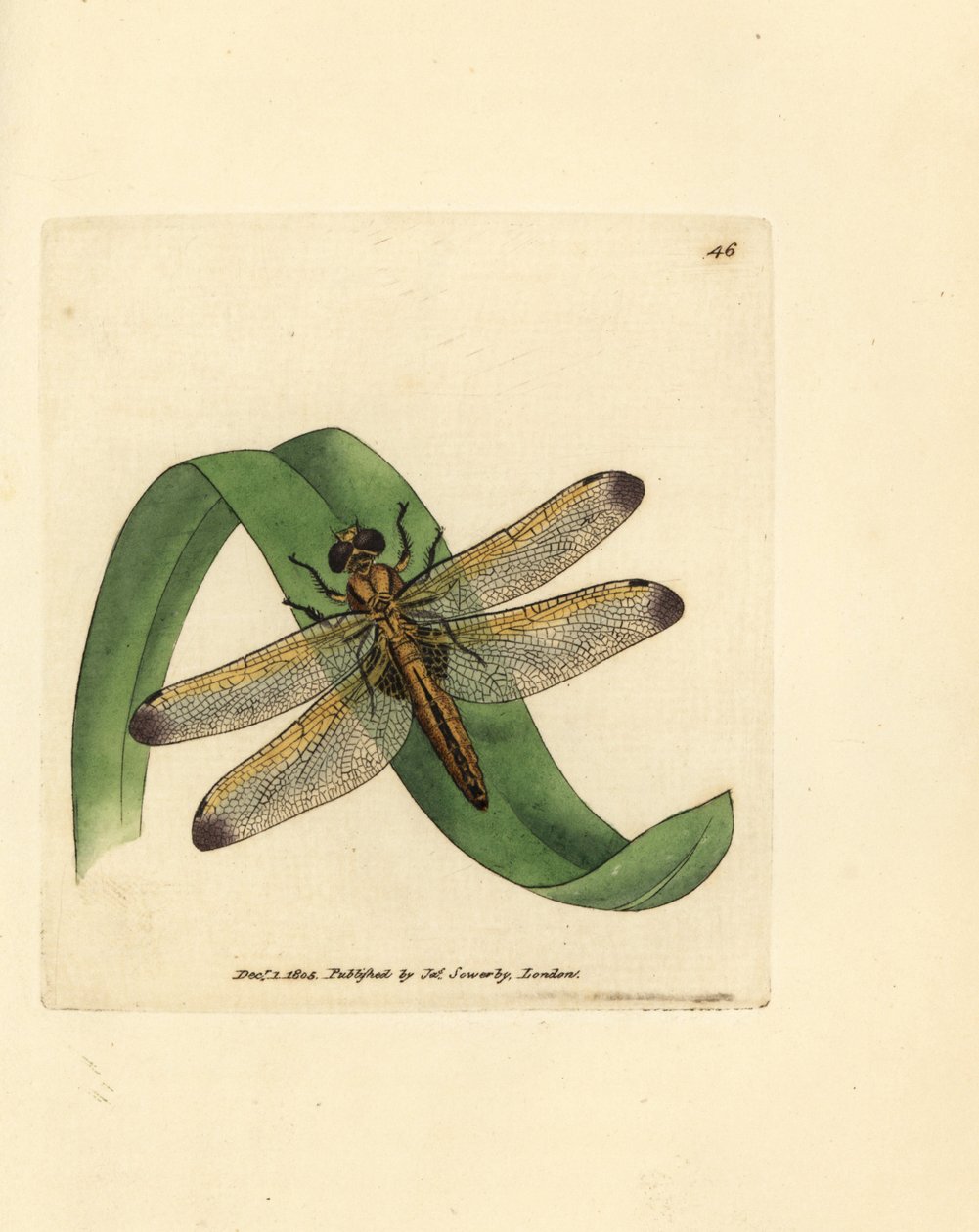Blå jager, Libellula fulva (farget øyenstikker, Libellula conspurcata). Håndfarget kobberstikk av James Sowerby fra The British Miscellany, eller fargede figurer av nye, sjeldne eller lite kjente dyreemner. av James Sowerby