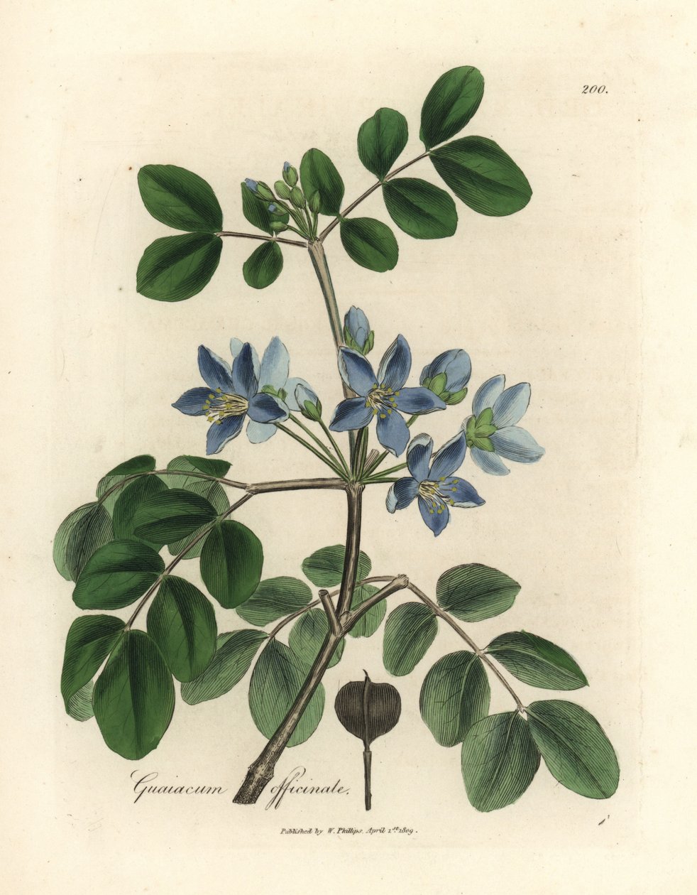 Blåblomstret Guaiacum officinale av James Sowerby