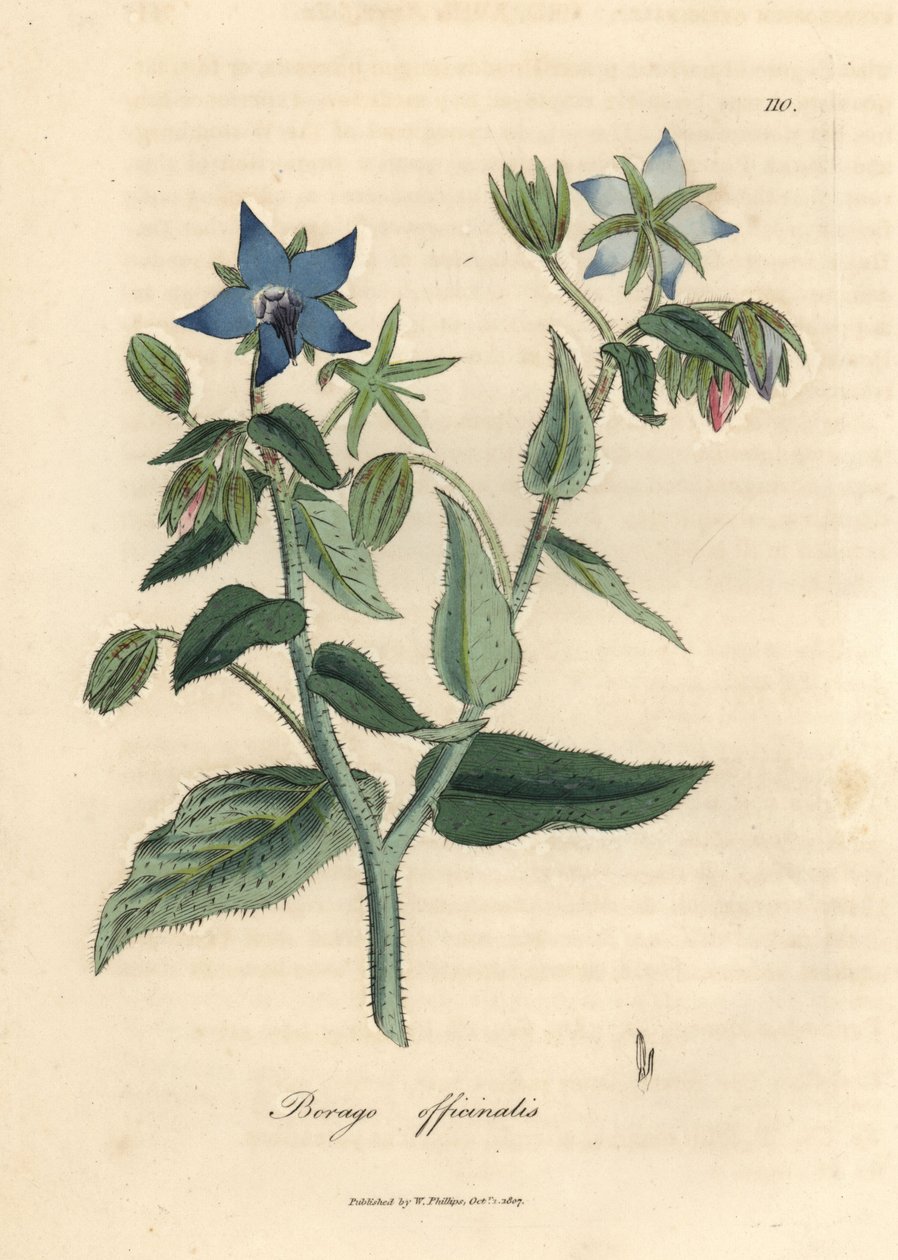 Blåblomstret borage, Borago officinalis av James Sowerby