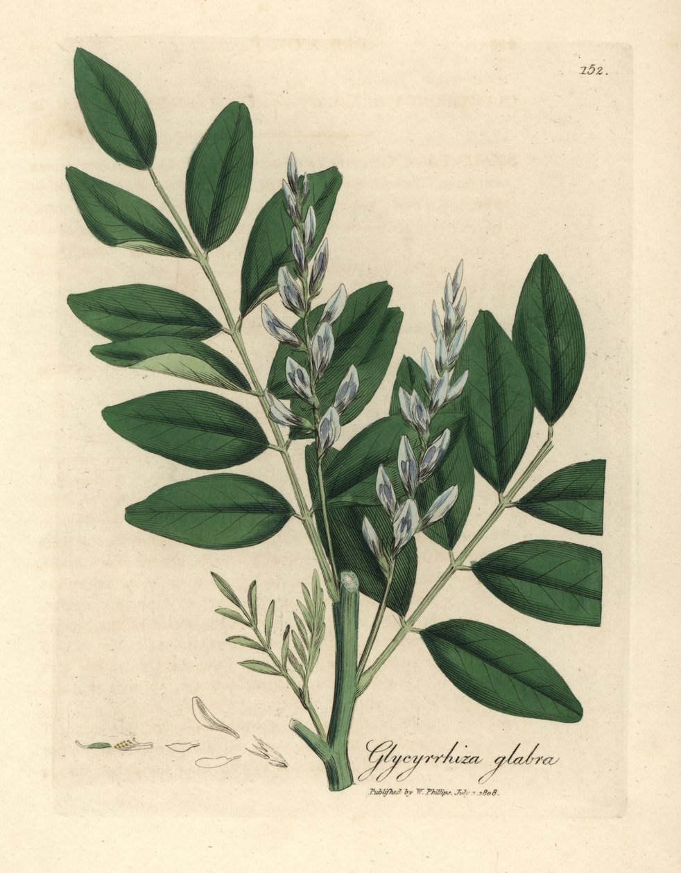 Blåblomstret vanlig lakris, Glycyrrhiza glabra av James Sowerby