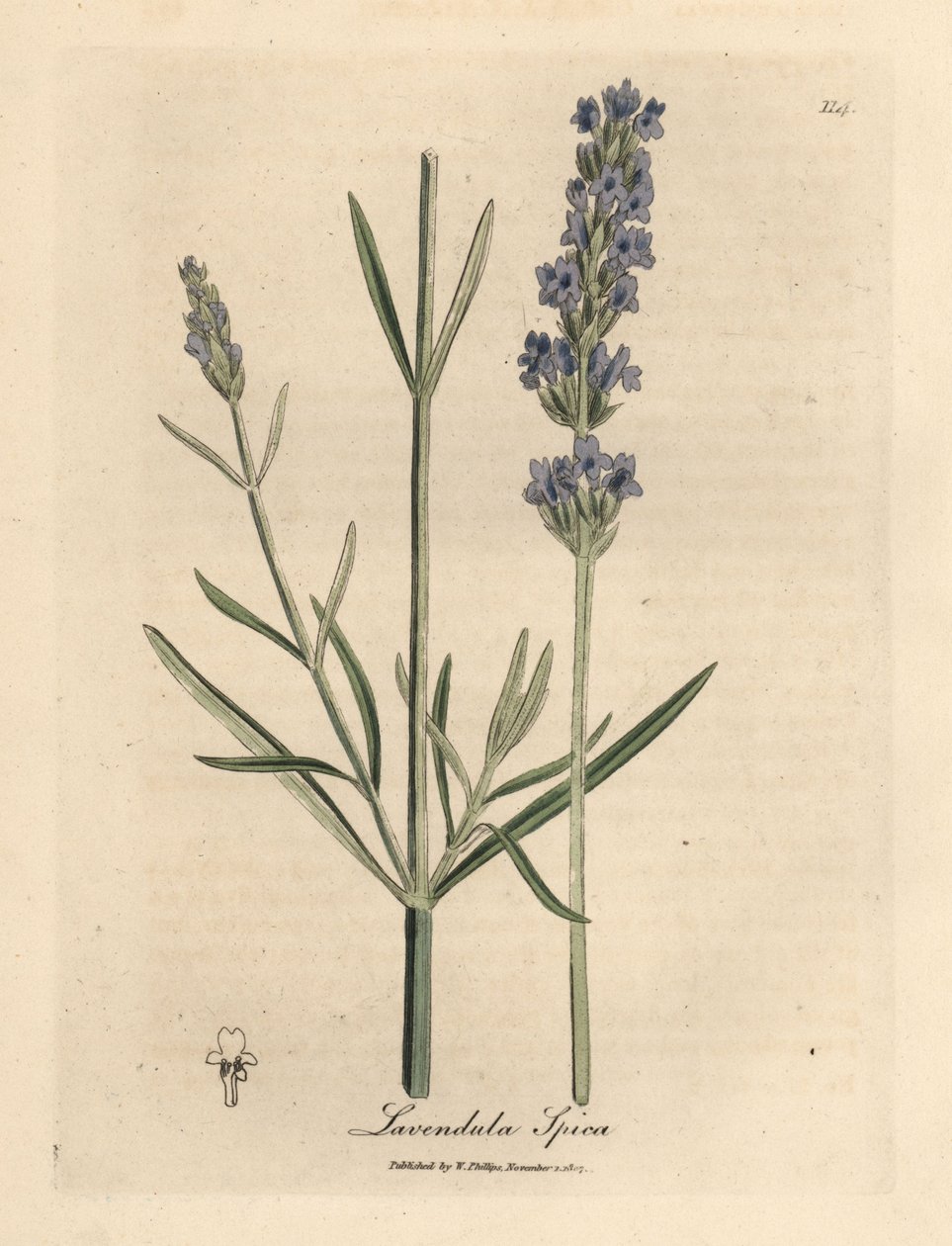 Blåblomstret lavendel, Lavandula spica av James Sowerby